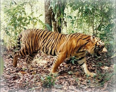 Subspecies of Tigers in the World - Taman Safari Bali