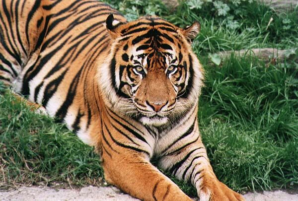 Information and Facts about Tigers and Types of Tigers and Where they come  from.