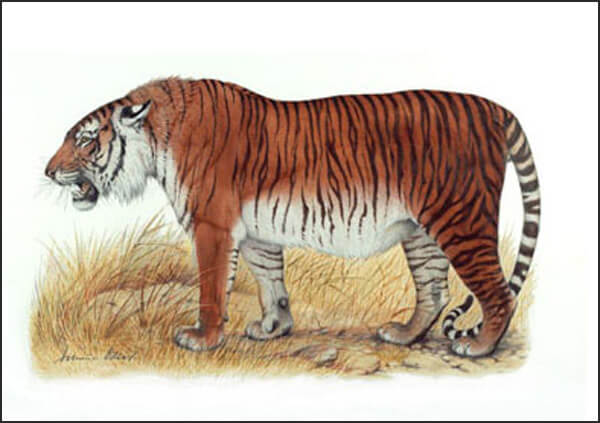 Tiger Lion Size Chart