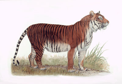 Tiger Lion Size Chart