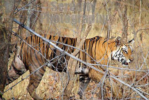 tiger hunting prey