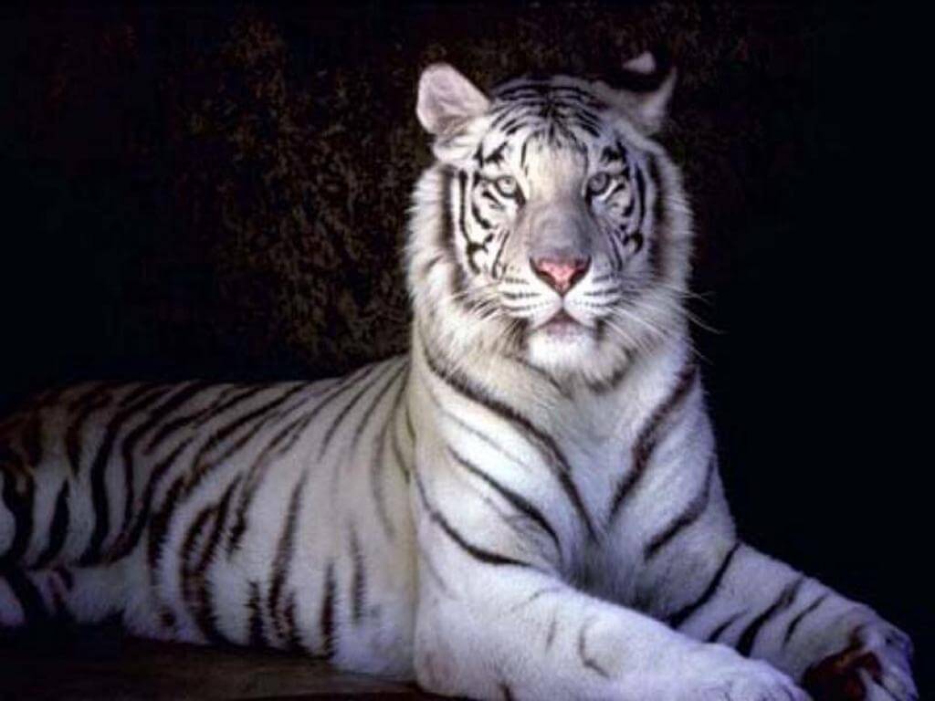 Why do Bengal tigers get furious at white tigers? - Quora